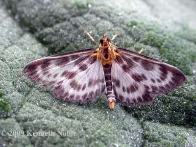 Eurrhypara hortulata (small magpie) Kenneth Noble